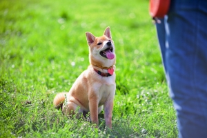 What To Expect and How To Prepare for Dog Training Classes